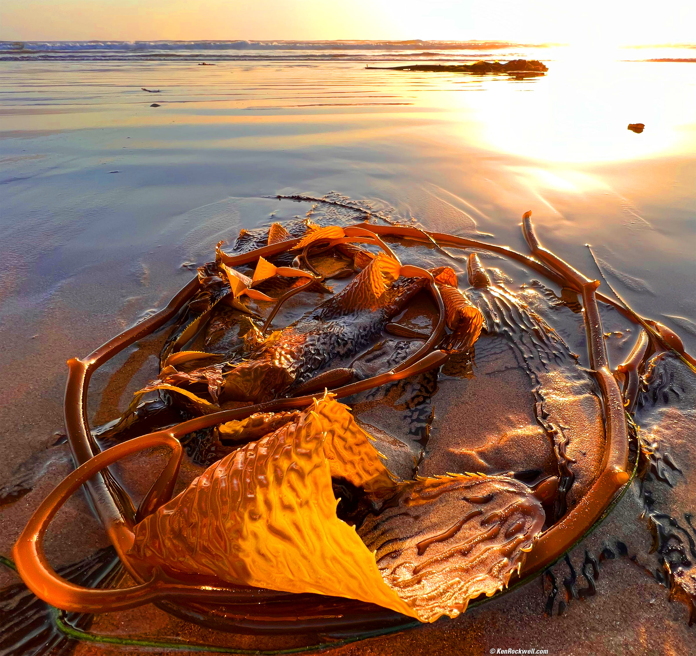 Backlit Kelp in the Waves at Sunset, Oceano Dunes, California