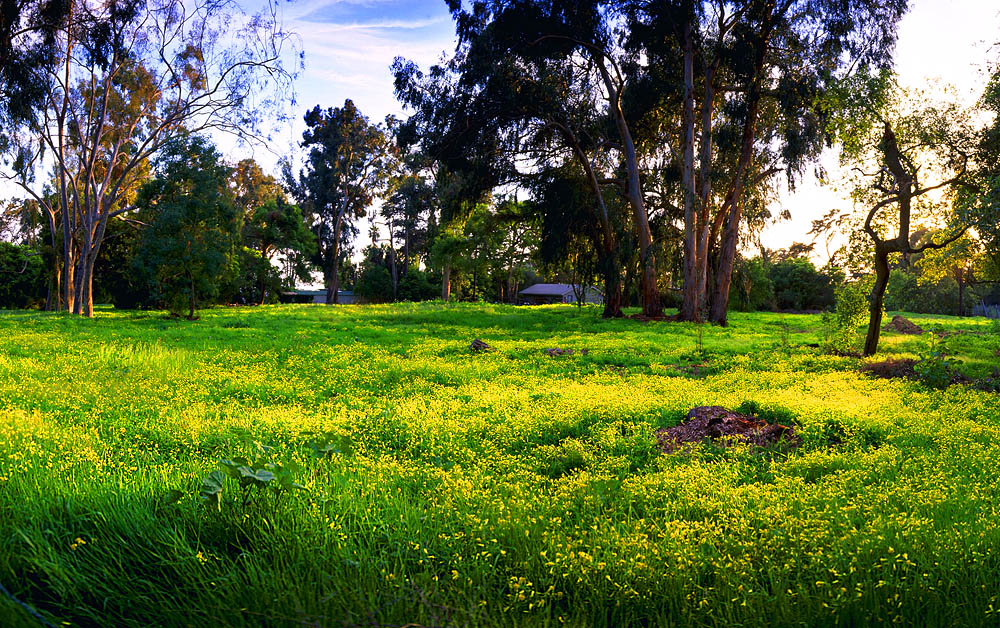 Santa Barbara field photo @ 1000 x 628 pixels