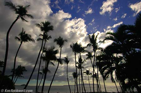Palm Trees, Hawaii