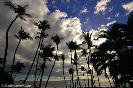 Maui Palm Trees