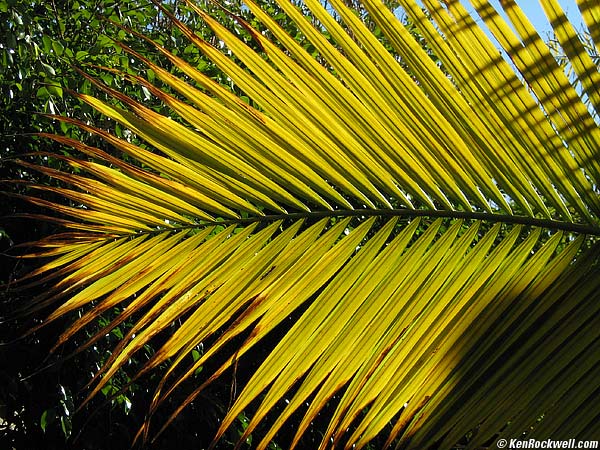 Backlit Palm