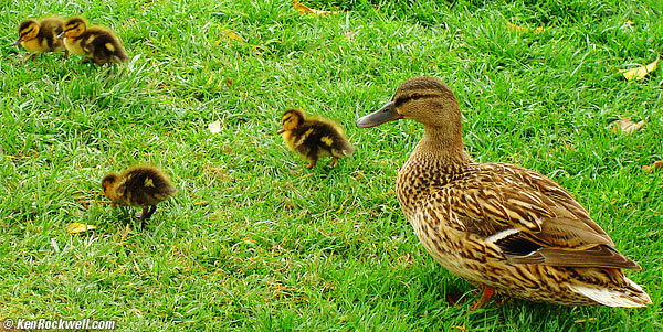 Baby ducks