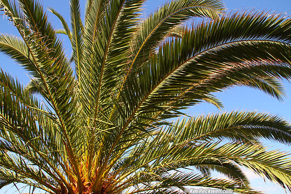 Palm, 03 August 2010