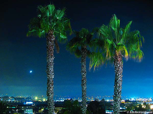 Moon and Palms