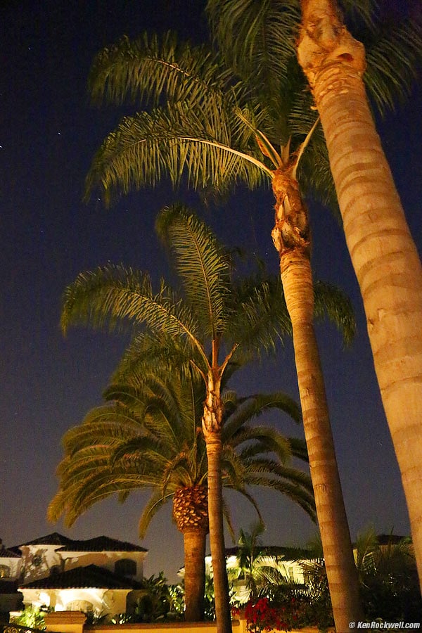 Palms, 06 August 2012