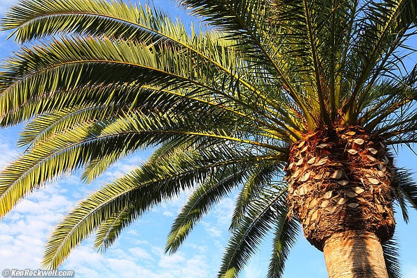 Palms, 06 August 2012