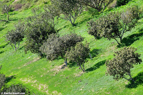 Weed Vineyard, 15 January 2015