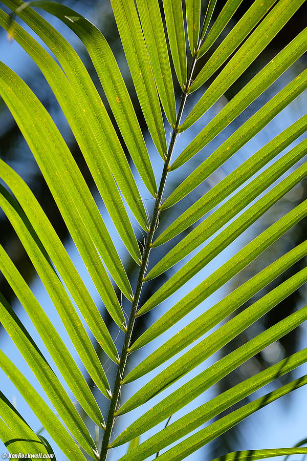 Palm Fronds, 02 May 2014 451PM