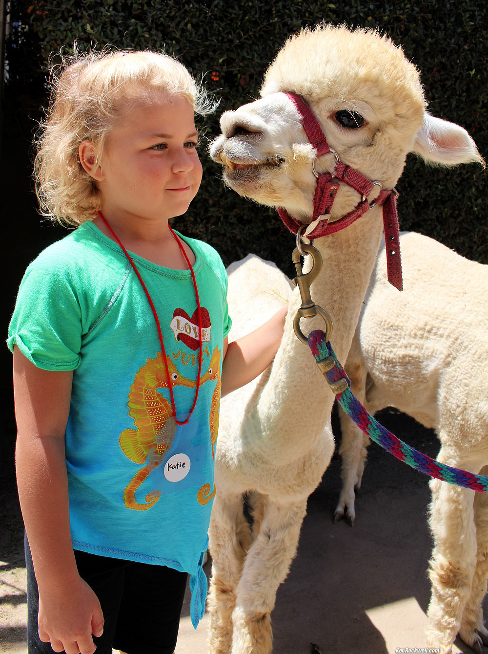 Katie and the Alpaca at Critter Camp