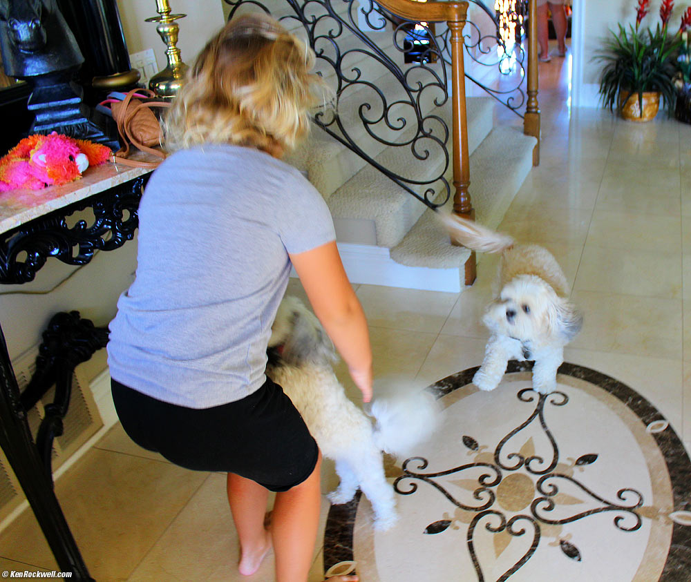 Sasha and Toby greet Katie. Gumdrop is on the table to the left.