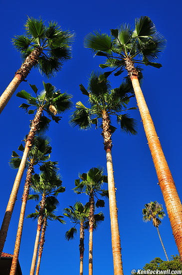 Palms, La Jolla, California.