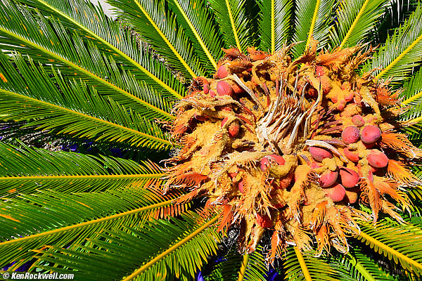 Sago Palm, 11AM 14 April 2014