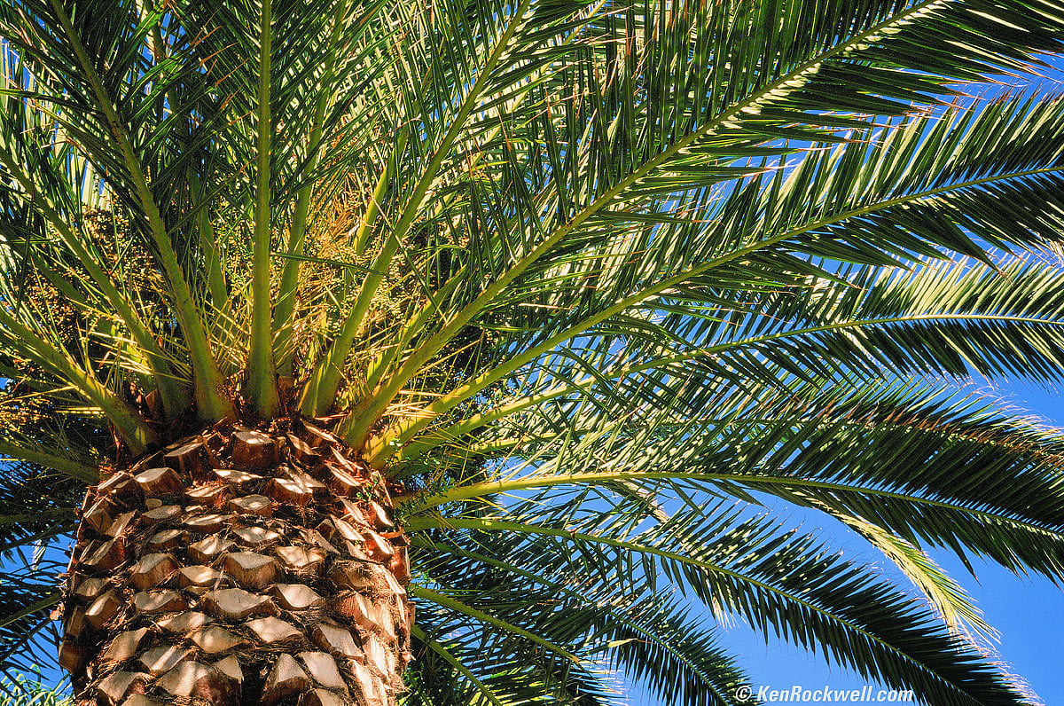 Palm, 19 Jan 2013