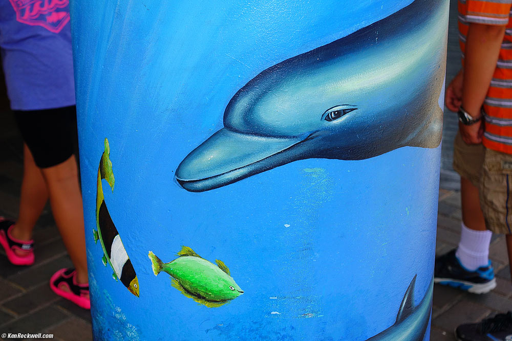 Kids and dolphin, Nassau, Bahamas