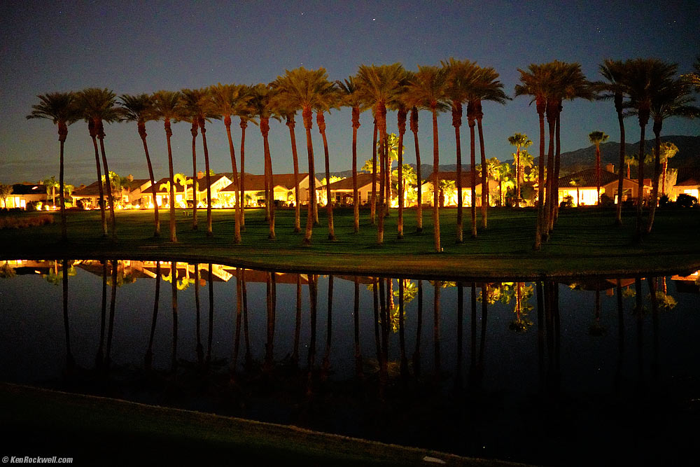 Palm Desert Palms by Moonlight.