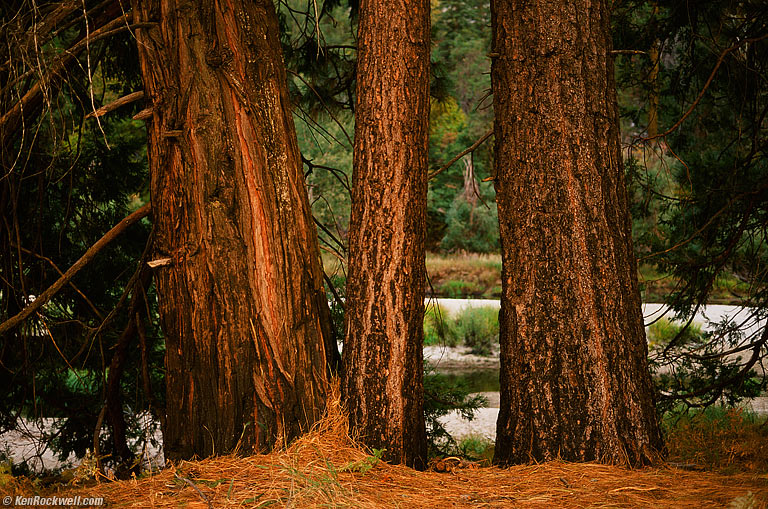 Trees, El Capitan Meadow