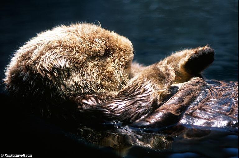 Monterey Otter