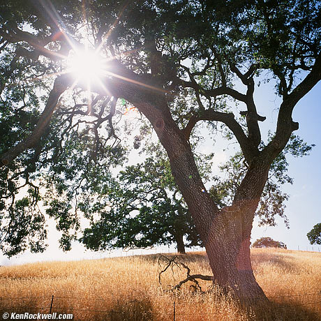 Oak, Carmel Valley