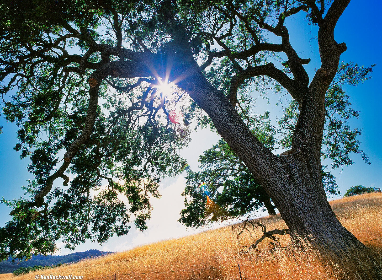 Oak, Carmel Valley, California