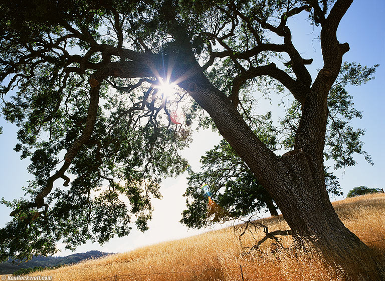 Oak, Carmel Valley ROad, Calif.
