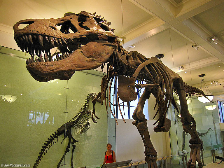 Dinosaur, American Museum of Natural History, 3:10 PM.
