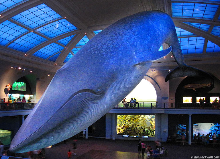 Big Blue Whale, American Museum of Natural History, 4:25 PM.