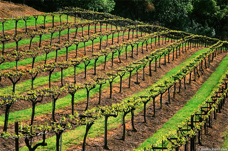 Gold Hill Vineyard, Placerville, California.