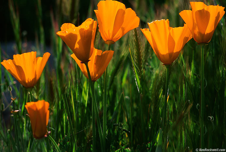 California Poppies, California.