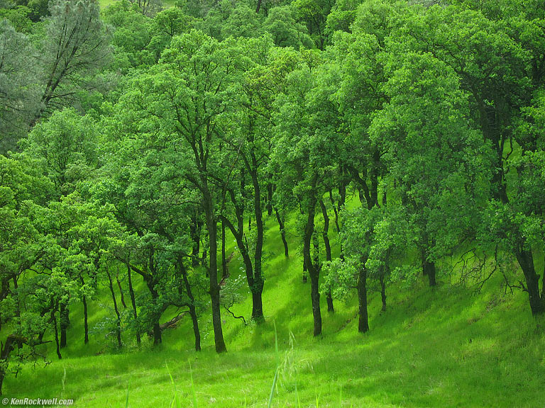 Green, Gold Country, California, 11:19AM.