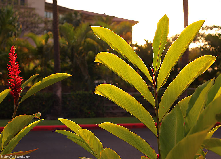 Plants, burger place, tourist mall, Wailea, Maui. 6:23 PM.