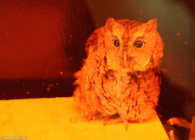 Owl, Tackapausha Preserve, Seaford, Long Island, 4:06 PM