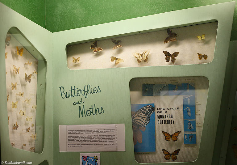 Butterflies and Moths! Tackapausha Preserve, Seaford, Long Island, 4:20 PM