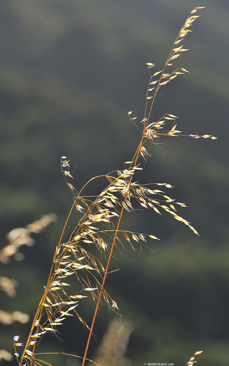 Grass, Prefumo Canyon, San Luis Obispo, California, 7:31 AM.