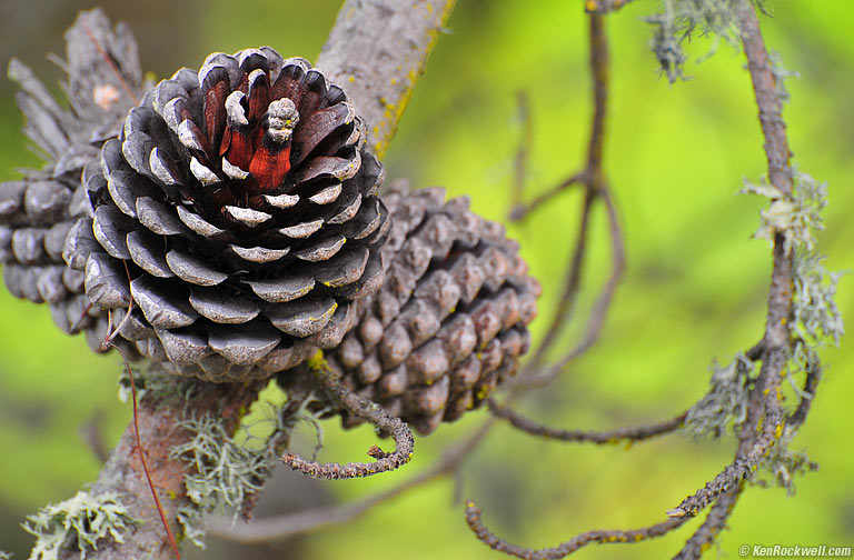 pine cone parts
