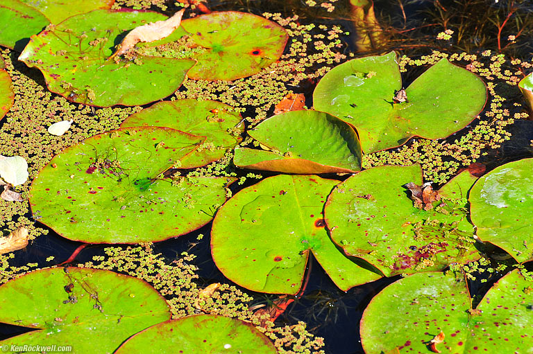 Lilly Pads, Ragged Point, California, 8:43 AM.