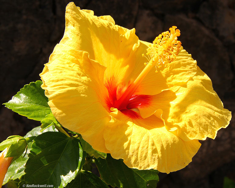 Obligatory hibiscus, 9:09 AM.