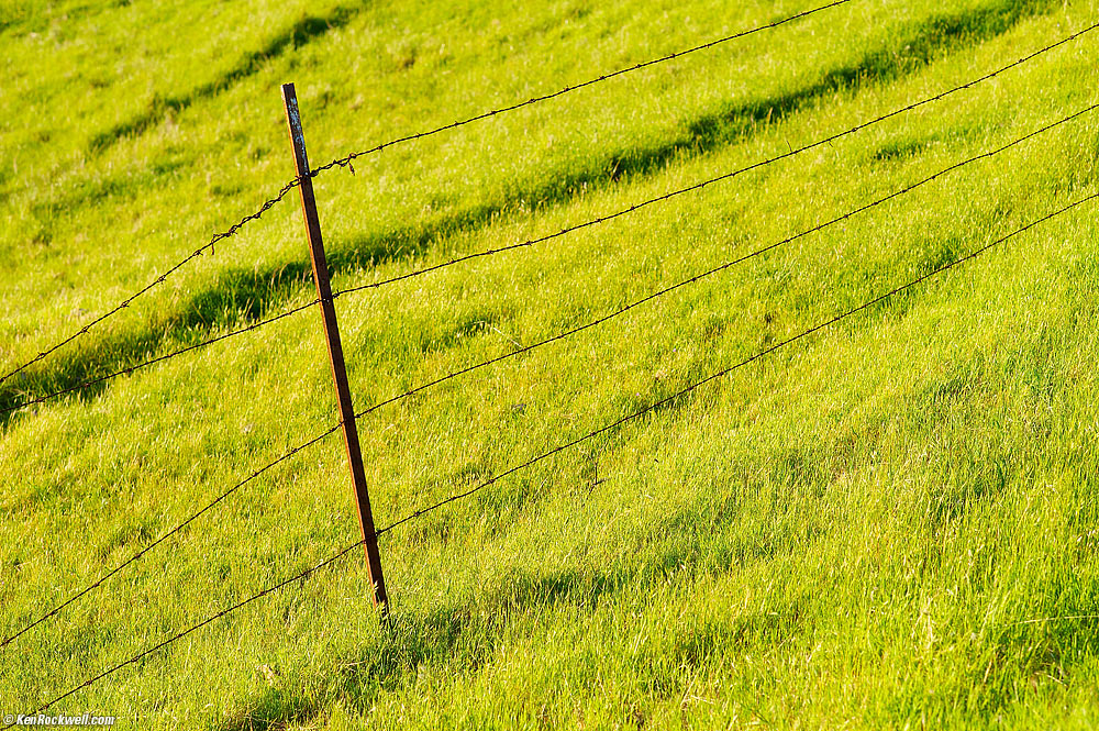 Grass, San Luis Obispo