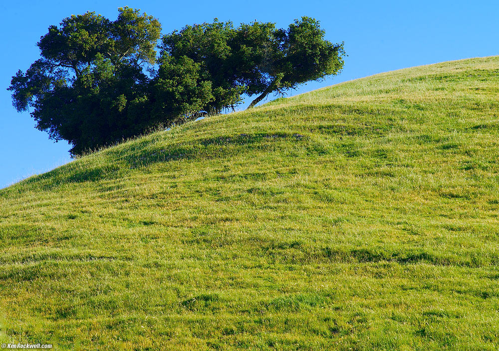 Oak on grassy hill, San Luis Obispo