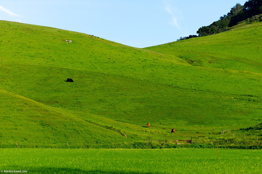 Cow on Green Hill, San Luis Obispo