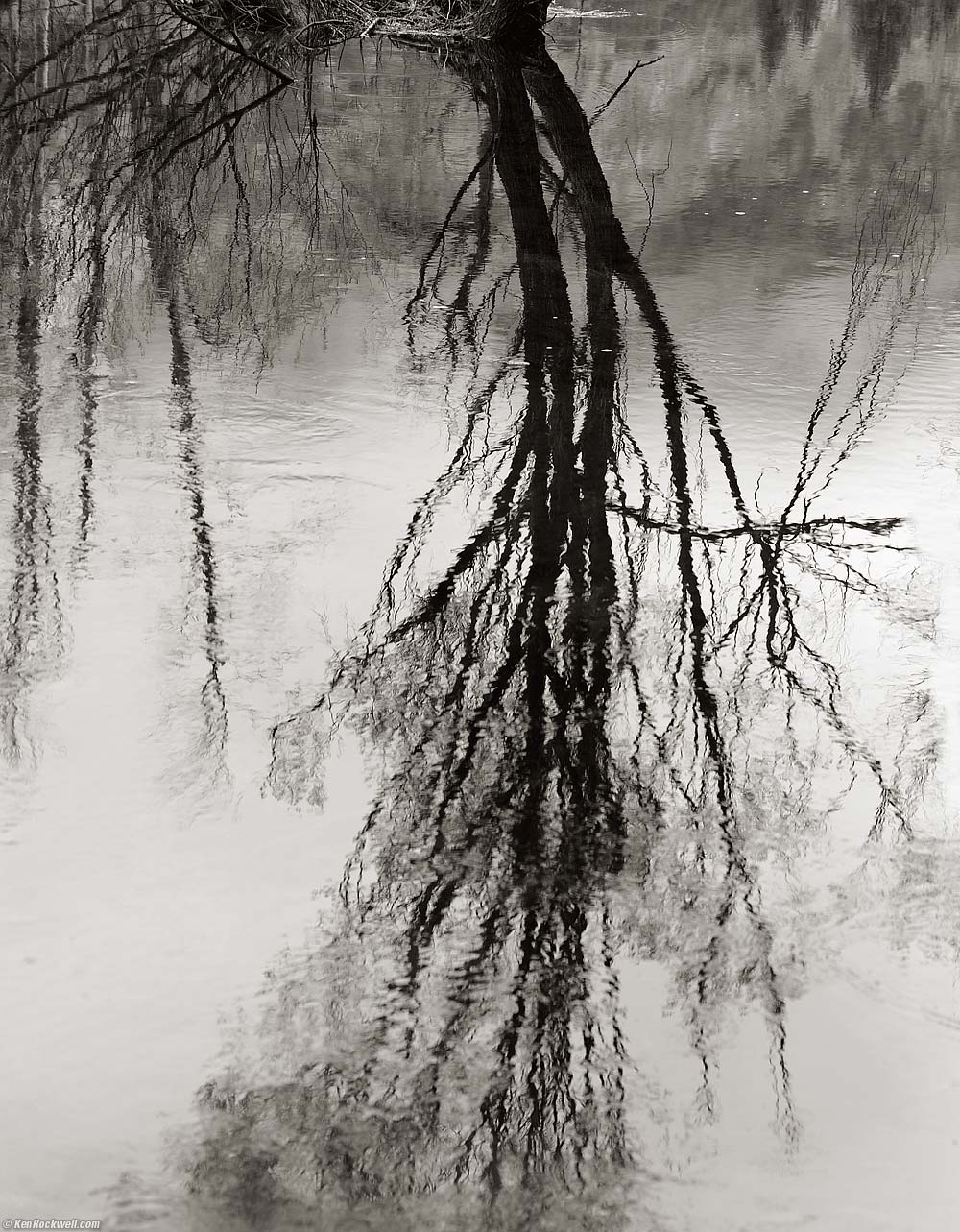 Tree reflected in Water, Swinging Bridge, Yosemite