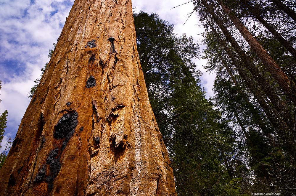 Big Tree, Mariposa Big Trees