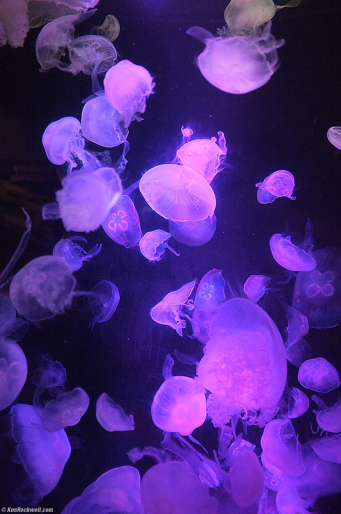 Jellyfish, Scripps Aquarium