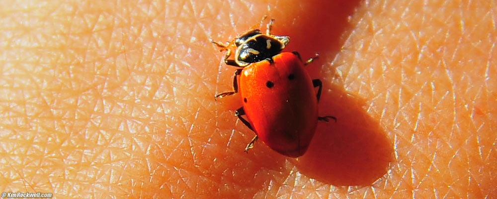 Ladybug