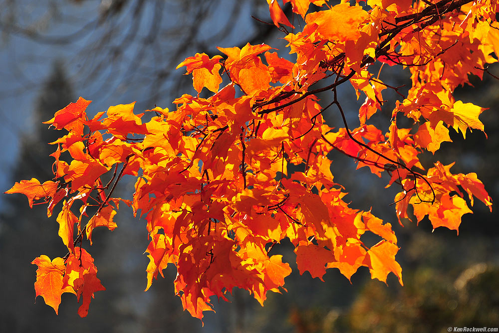 Fall Color, tree by the Chapel, Yosemite Valley