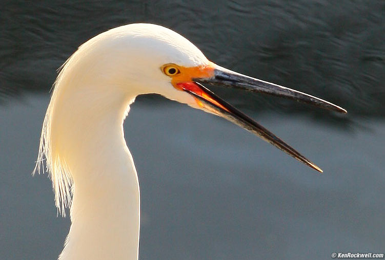 cropped egret, Oceanside Harbor