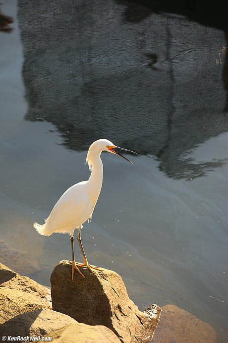 Egret, Oceanside Harbor