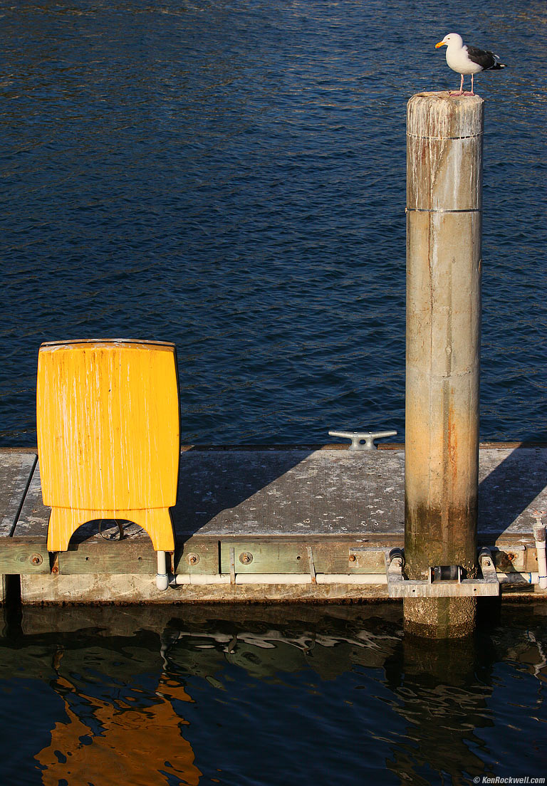 Bird, yellow and blue, Oceanside Harbor