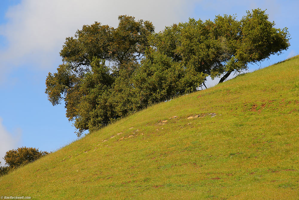 Oak, See Canyon, San Luis Obispo