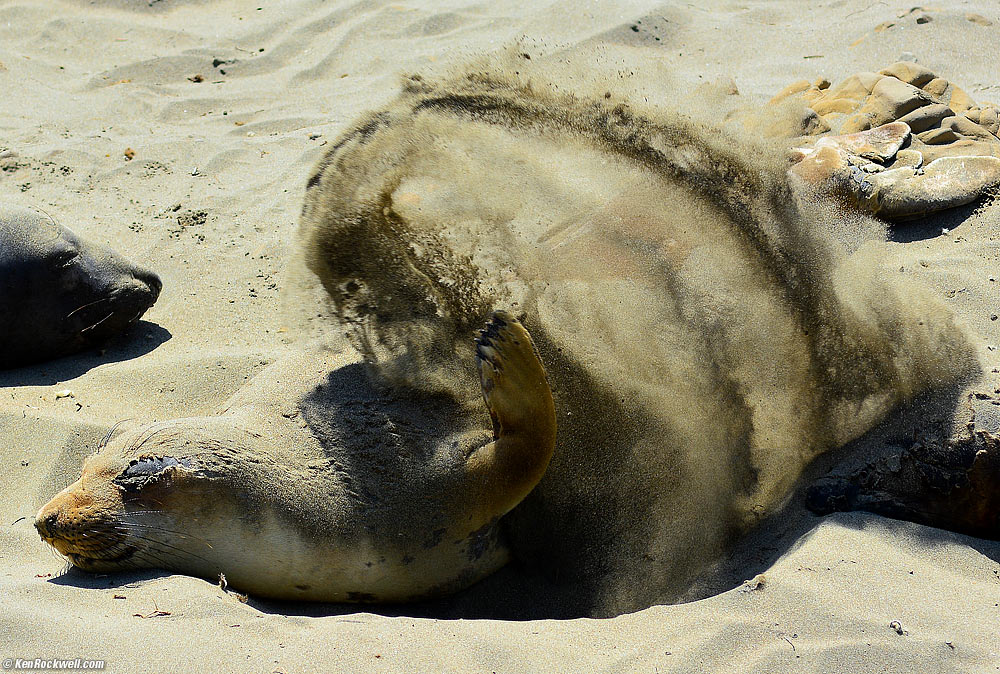 Elephant Seal Flipping Sand, Piedras Blancas,