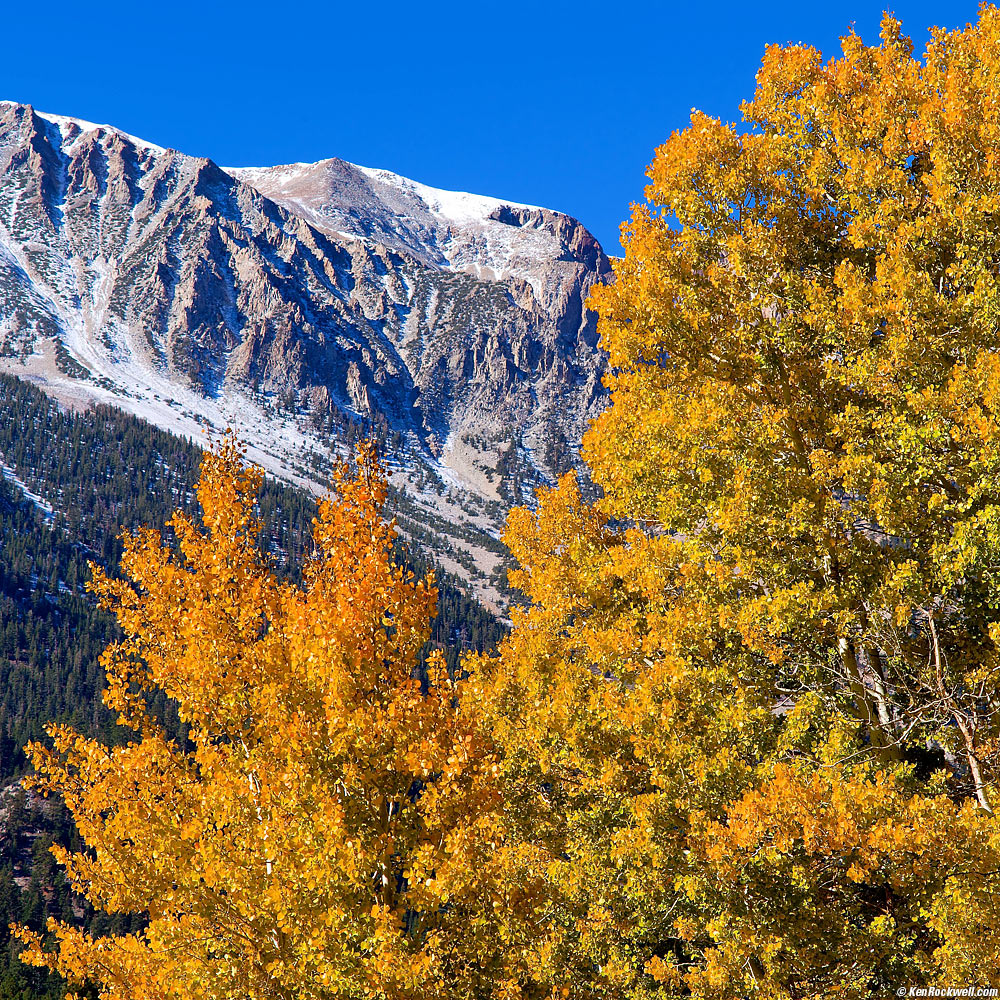 Snow-Covered Mountain Peak Behind Orange Tree, June Lake Loop